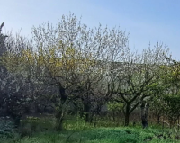 Maillane - Terrain - Groupe Mas Provence