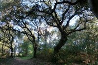 Rochefort-du-Gard - Terrain - Mas Provence