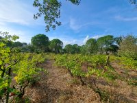 Puget-sur-Argens - Maison neuve - Groupe Mas Provence